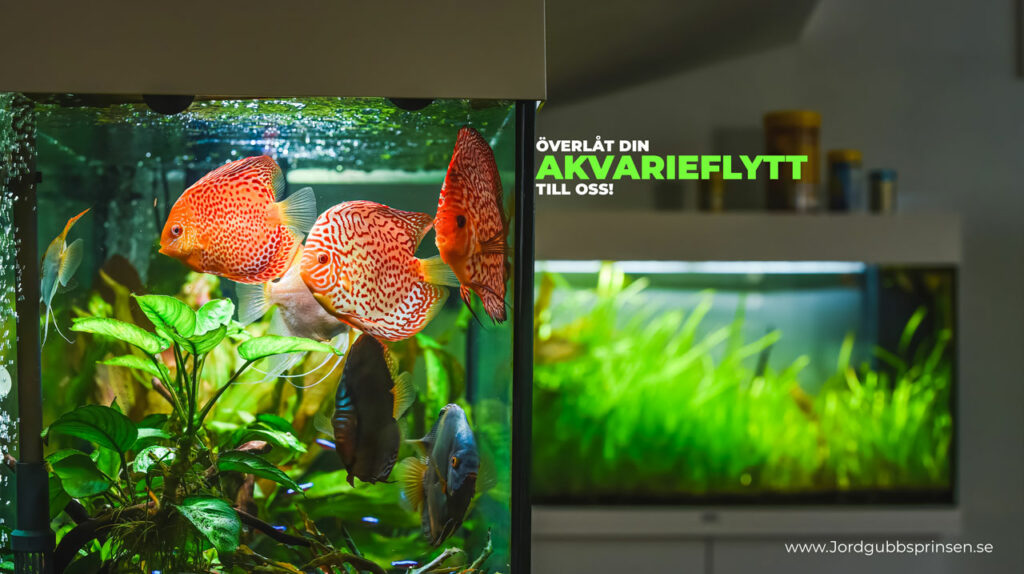 Vi flyttar ditt akvarium - Jordgubbsprinsen Flyttfirma i Stockholm